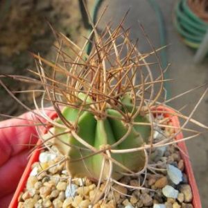 astrophytun senile aureum