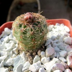 337.226 gymnocalicium bruchii VG 481