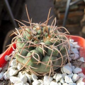 gymnocalycium moserianum