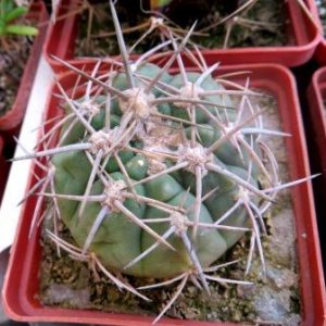 gymnocalicium  bicolor кубик 8 см