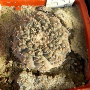 gymnocalycium obductum кубик 7 см