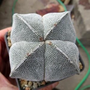 astrophytum onzuka кубик 7 см