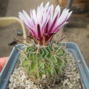 echinofossulocactus kellerianus