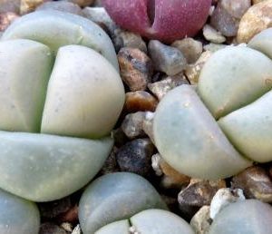 lithops meyeri