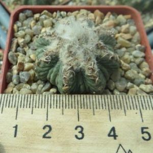 aztekium ritteri