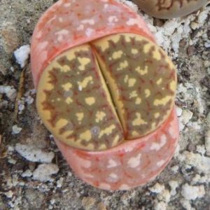 lithops dorotheae