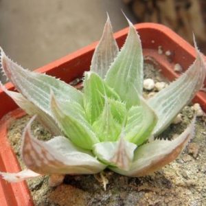 haworthia grey ghost variegata