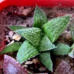 haworthia hybrid