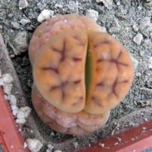 lithops karasmontana