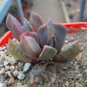 aloinopsis orpenii