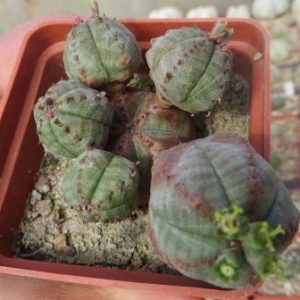 euphorbia tubiglans hybrid