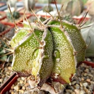 astrophytum ornatum fukuryu