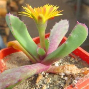 carruanthus peersii
