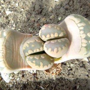 lithops otzeniana best