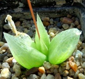bulbine mesembryanthemopsis
