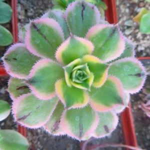 aeonium sunburst