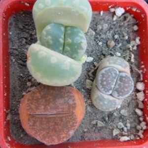 lithops mix