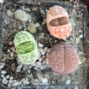 lithops mix