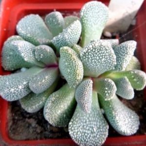 1319.1 aloinopsis villetii