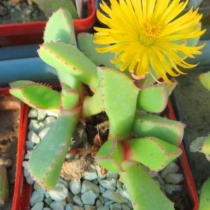 carruanthus peersii