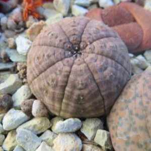 euphorbia obesa