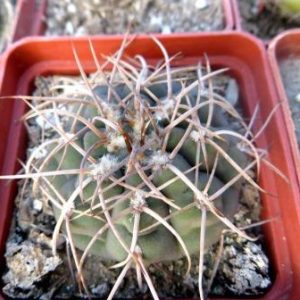 gymnocalicium moserianum