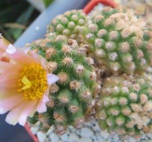 pediocactus knowltonii
