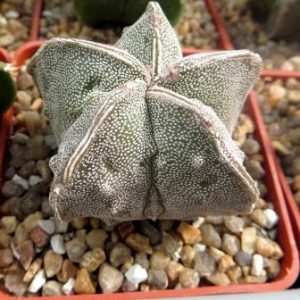 astrophytum fukuryu
