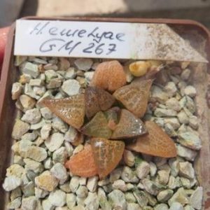 haworthia emelyae GM 267