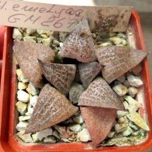 haworthia emelyae GM  267