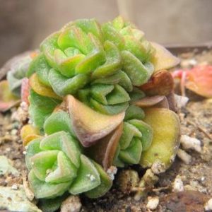 crassula dorothy