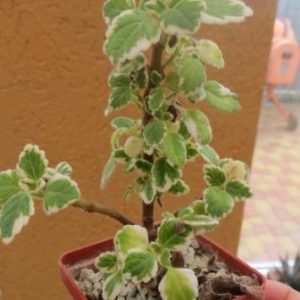 plectranthus ernstii variegata