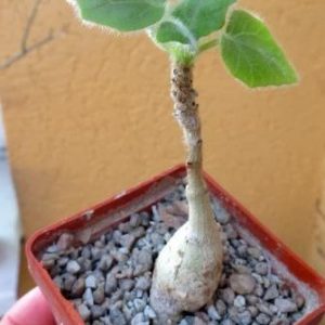 uncarina roeoesliana