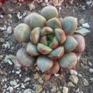 graptoveria amethorum