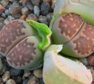 1596.9 lithops halii  Кlipvud