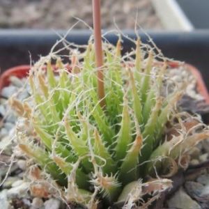 haworthia herbacea ЮАР