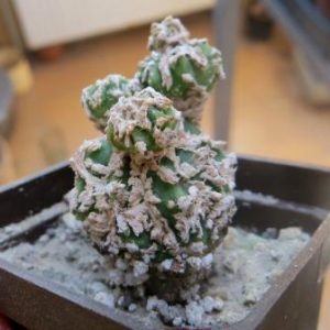 astrophytum  fukuryu  monstrose