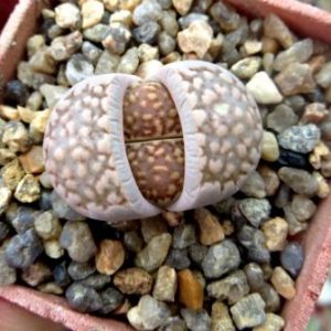 1605.4 lithops halii C 375