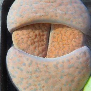 lithops fulviceps