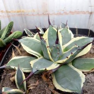agave potatorum variegata