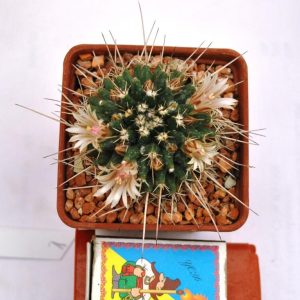 Mammillaria rioverdensis (Repp 1123)(21.4с.7)