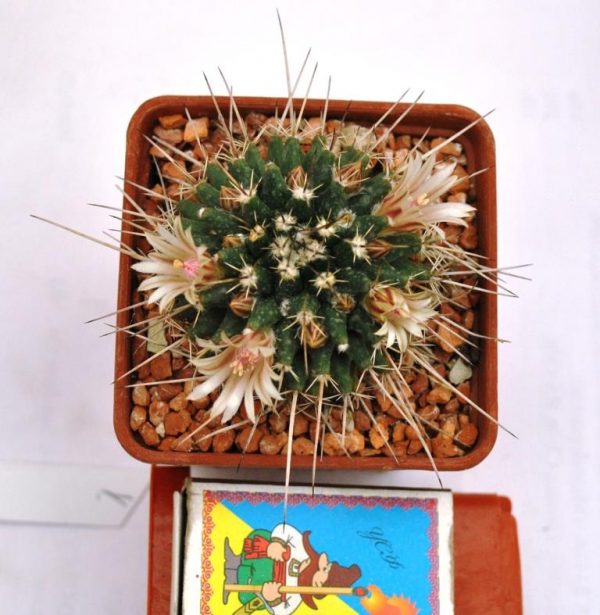 Mammillaria rioverdensis (Repp 1123)1.1