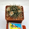 Mammillaria rioverdensis (Repp 1123)1.2