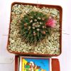 Mammillaria rioverdensis (Repp 1123)2.1