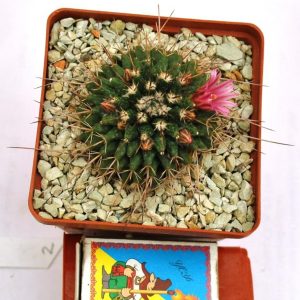 Mammillaria rioverdensis (Repp 1123)(21.4с.8)