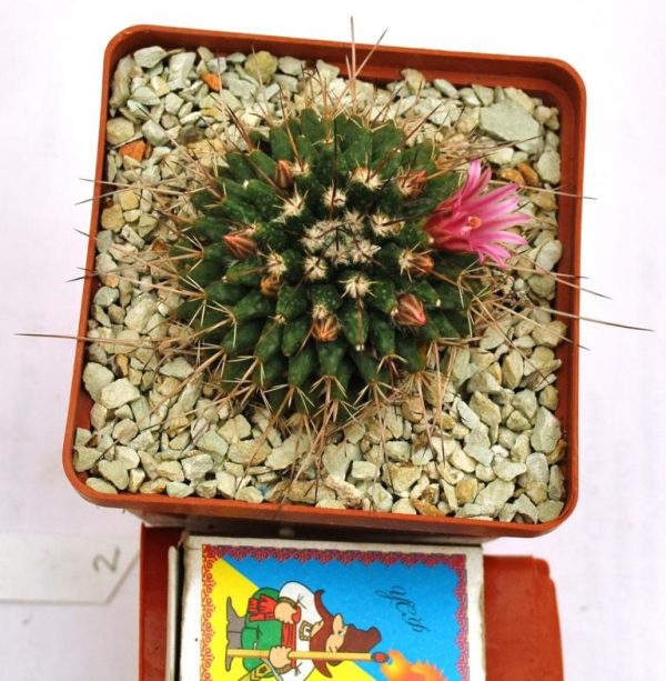 Mammillaria rioverdensis (Repp 1123)2.1