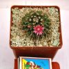 Mammillaria rioverdensis (Repp 1123)2.2