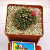 Mammillaria rioverdensis (Repp 1123)2.3