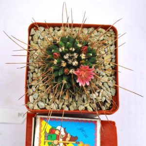 Mammillaria rioverdensis (Repp 1123)(21.4с.9)