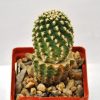 Pygmaeocereus bieblii 5